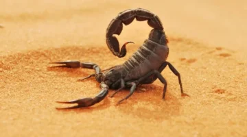 برج العقرب 31 ديسمبر 2025: طاقة عالية ومواجهات مصيرية مع تحذير إرهاق